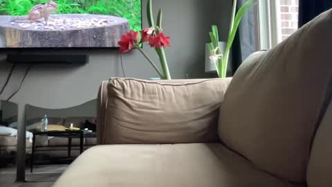 joshperrygoon online show from December 14, 4:31 pm