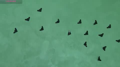 Julia online show from November 5, 8:47 am