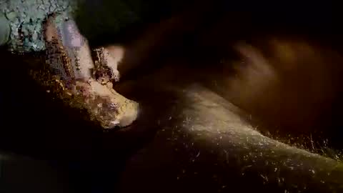 Kitkat loco online show from November 4, 7:40 am