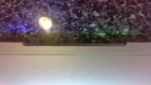 Lapuzzycat201923 online show from January 14, 2:43 pm