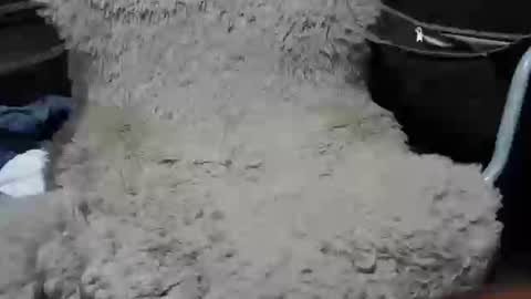 Max online show from January 7, 2:19 pm