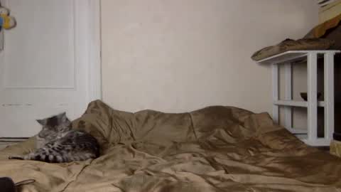 Muse Ali  online show from December 4, 11:41 am