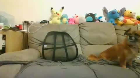 Brian and Logan Brogan online show from January 18, 8:52 am