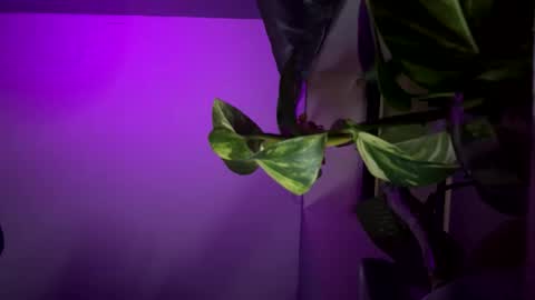 Snapshot of ohhcoco chatting on December 17, 4:34 am bbygtbckkk online show from December 17, 4:34 am