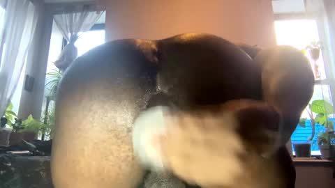 Snapshot of ohhcoco chatting on January 3, 8:54 pm bbygtbckkk online show from January 3, 8:54 pm