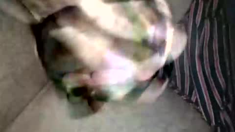 Superfeno online show from February 19, 3:13 am