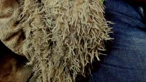 horror flying on the wings of the night.... online show from January 25, 1:30 pm