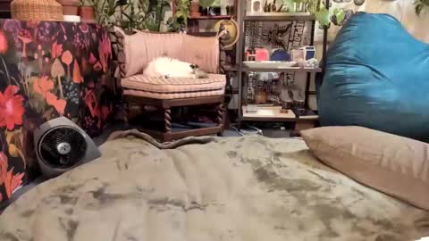 Goddess Pluto online show from January 19, 10:06 pm