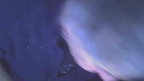 projectorepson online show from January 11, 7:35 am