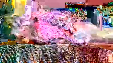 queenstonermami online show from February 2, 10:25 am