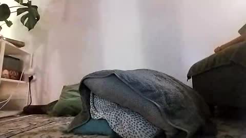 ranchoarg online show from January 8, 5:48 pm