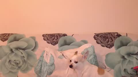 Snapshot of riri_mojo_92 chatting on November 25, 10:32 pm riri_mojo_92 online show from November 25, 10:32 pm