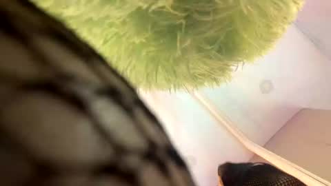   online show from November 13, 11:42 am