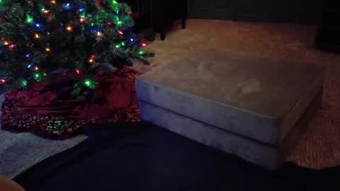 Snapshot of scout_has_fun chatting on December 10, 4:56 am Scout has fun online show from December 10, 4:56 am