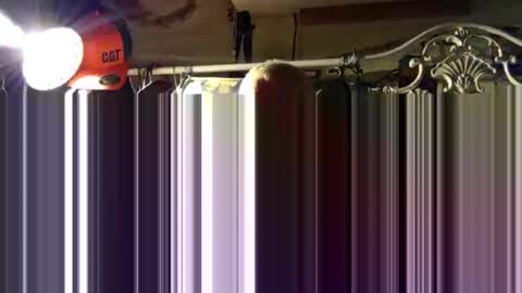 scoutiii online show from October 15, 11:43 am