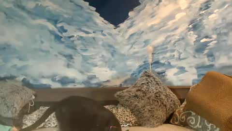 Snapshot of sexyeni chatting on February 22, 11:46 pm ENI pvt moan your name WHEN I M NOT online you tell me in SNAPCHAT deal yes add me... FREE TWITTER magiconline101...... online show from February 22, 11:46 pm