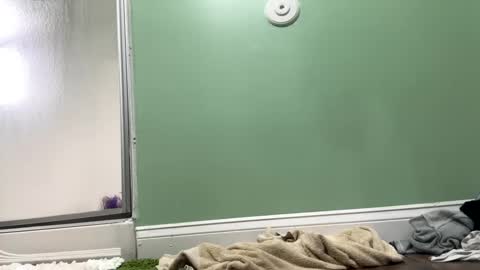 Snapshot of shyg1r1 chatting on February 27, 9:36 pm Sasha online show from February 27, 9:36 pm