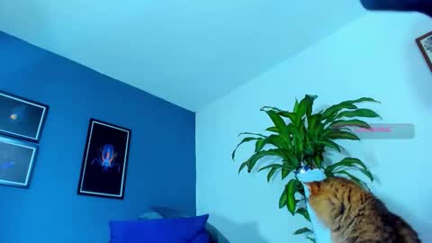 silvabranko online show from November 1, 12:12 am