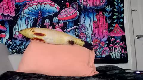 Snapshot of starvega1313 chatting on January 30, 4:02 pm Star Vega online show from January 30, 4:02 pm