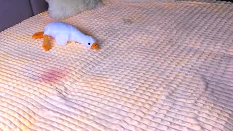 Alice online show from November 2, 3:47 pm