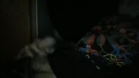 Snapshot of sweetpussylicks chatting on December 29, 8:55 am sweetpussylicks online show from December 29, 8:55 am