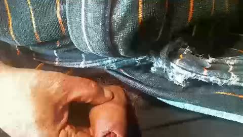 tiger1181 online show from October 18, 4:08 pm