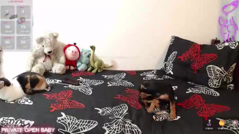 Snapshot of tina_n_charlie chatting on October 21, 12:06 pm Tina N Charlie online show from October 21, 12:06 pm