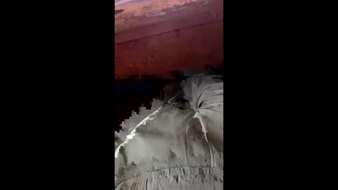 tree553 online show from January 17, 8:44 pm