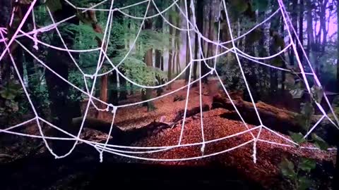 Jessie online show from October 28, 8:00 pm