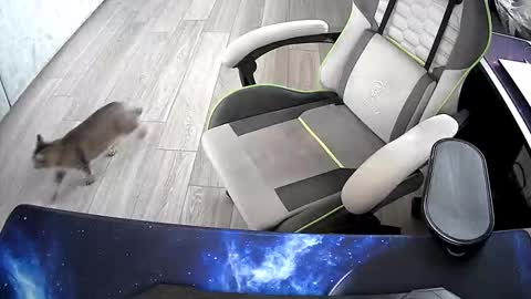 Snapshot of vonele chatting on October 21, 6:47 am Vonn online show from October 21, 6:47 am