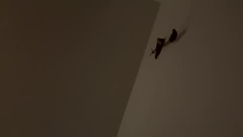 walter204 online show from November 9, 8:18 pm