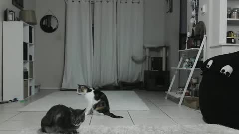 Snapshot of wrenleigh chatting on January 12, 4:42 am Crystal Lake online show from January 12, 4:42 am