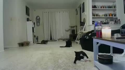 Snapshot of wrenleigh chatting on October 19, 7:42 am Crystal Lake online show from October 19, 7:42 am