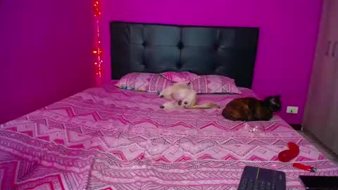 Snapshot of zara_tattoox chatting on December 14, 12:33 pm ZARA ANYELINA online show from December 14, 12:33 pm