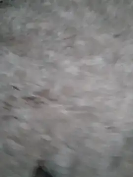 Mafiya1604 online show from September 17, 1:24 pm