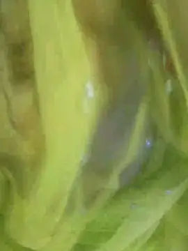 Snapshot of joya_bhabi chatting on November 3, 2:29 pm joya bhabi online show from November 3, 2:29 pm