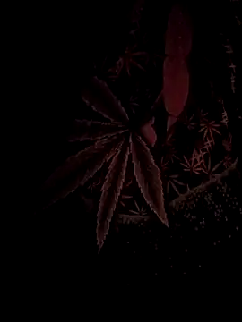 ySqmbVanbe online show from February 17, 4:42 am