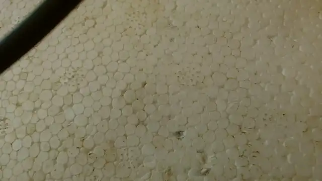 titi fiesta online show from February 1, 5:39 am