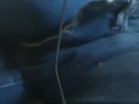 markluvskitty online show from January 30, 8:42 pm