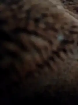 Priya Bong online show from November 10, 3:05 am