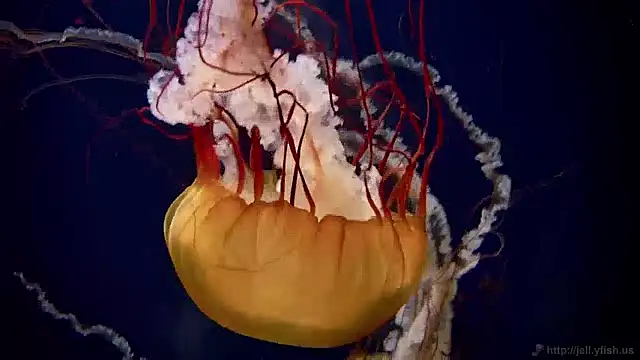 Snapshot of streamy_test12 chatting on December 2, 8:09 am streamy test12 online show from December 2, 8:09 am