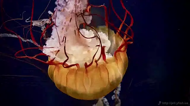 Snapshot of streamy_test12 chatting on December 3, 10:17 am streamy test12 online show from December 3, 10:17 am