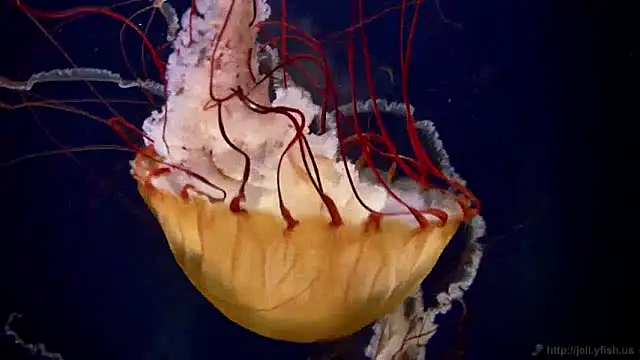 Snapshot of streamy_test12 chatting on December 4, 8:12 am streamy test12 online show from December 4, 8:12 am