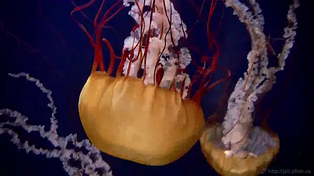 Snapshot of streamy_test12 chatting on December 5, 8:11 am streamy test12 online show from December 5, 8:11 am