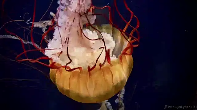 Snapshot of streamy_test12 chatting on December 9, 8:11 am streamy test12 online show from December 9, 8:11 am