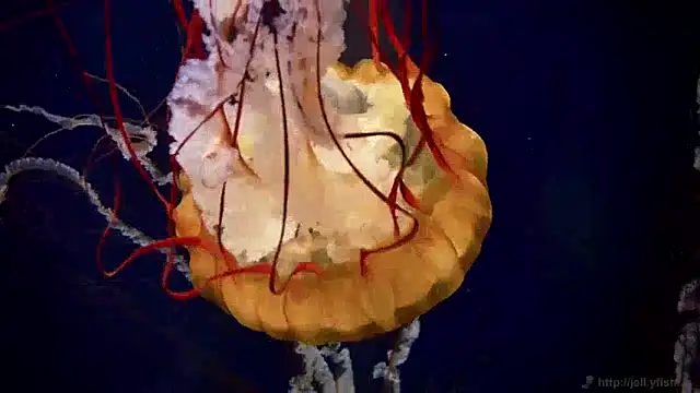 Snapshot of streamy_test12 chatting on December 10, 8:19 am streamy test12 online show from December 10, 8:19 am