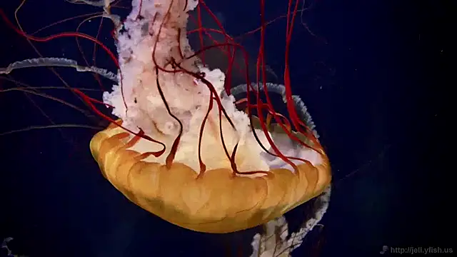 Snapshot of streamy_test12 chatting on January 14, 8:20 am streamy test12 online show from January 14, 8:20 am