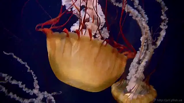 Snapshot of streamy_test12 chatting on January 15, 8:09 am streamy test12 online show from January 15, 8:09 am