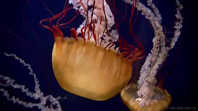 Snapshot of streamy_test12 chatting on January 27, 8:18 am streamy test12 online show from January 27, 8:18 am