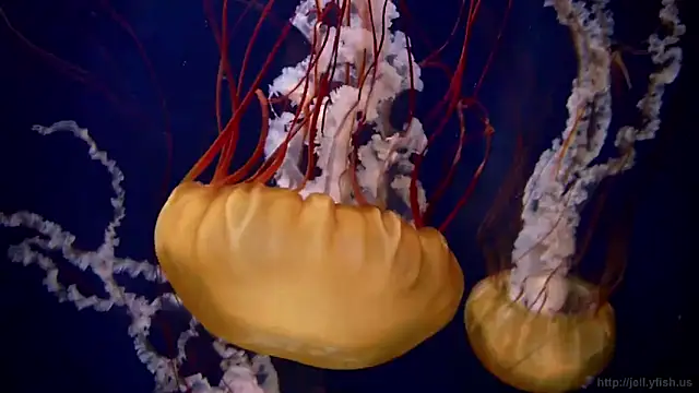 Snapshot of streamy_test12 chatting on March 5, 8:32 am streamy test12 online show from March 5, 8:32 am